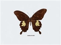 藏品(大白紋鳳蝶)的圖片